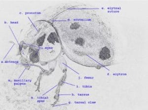 anatomy of a ladybug