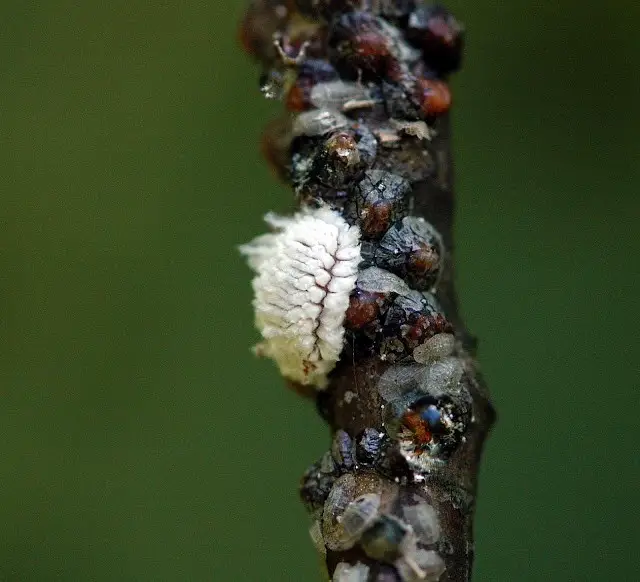 ladybug larvae