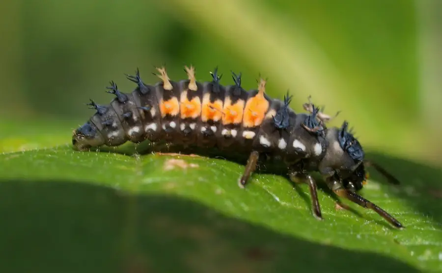 ladybug larva