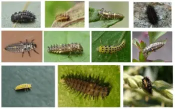 ladybug larvae complete guide with images