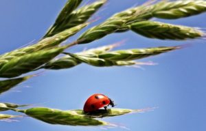 ladybugs save crops from aphid infestation