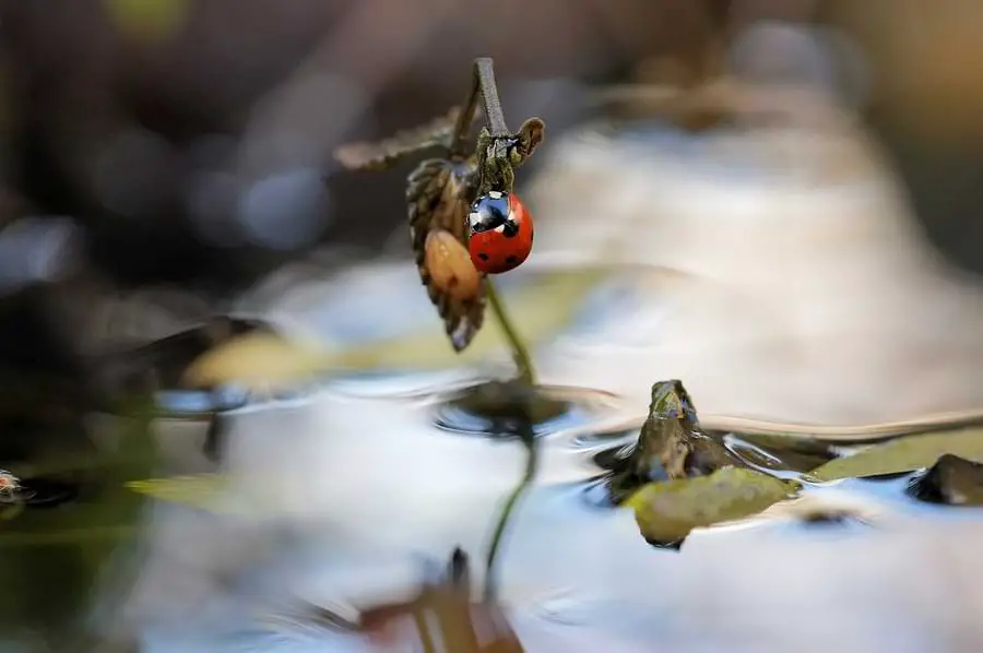 ladybug surrounded by water
