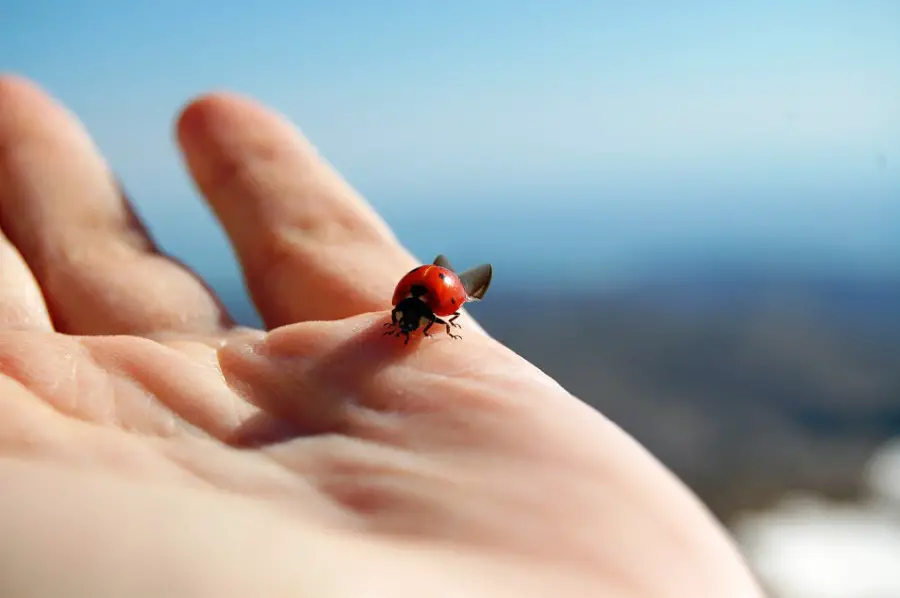 ladybugs pose no threat to humans