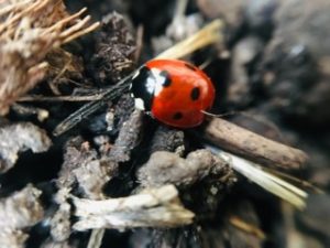 male or female ladybug - the differences and how to tell