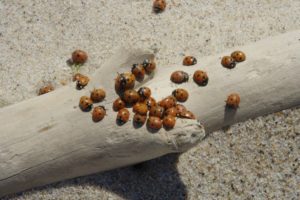 grouping of lady beetles