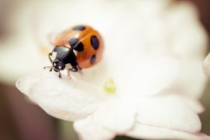 orange ladybug