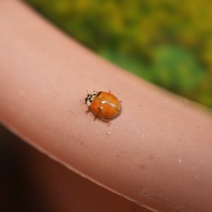 orange ladybug