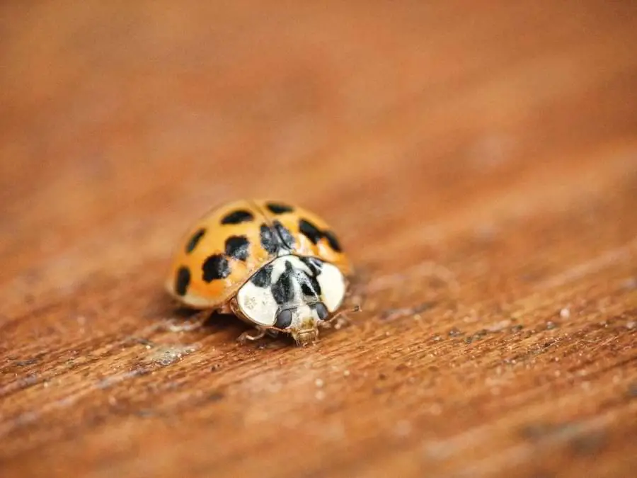 orange ladybug