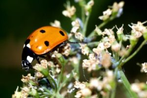 orange ladybug