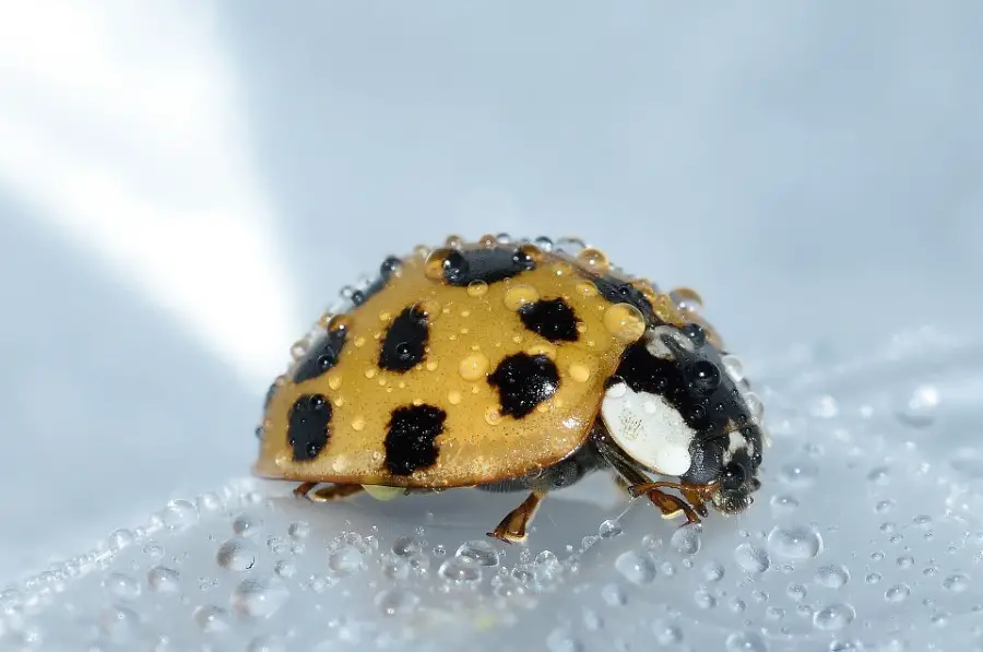 orange asian lady beetle