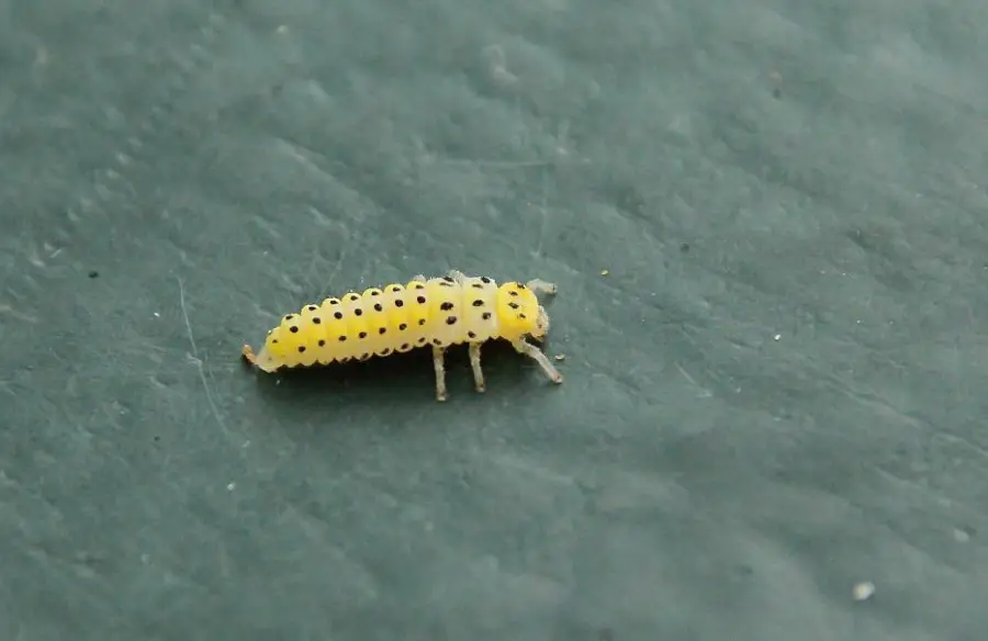 twenty-two spotted lady beetle larva