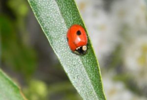 two-spot-ladybug