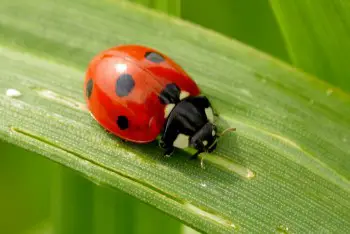 what the spots on ladybugs mean