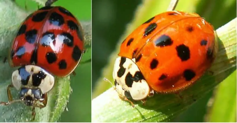 15-spotted ladybird beetle