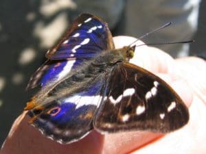 purple emperor butterfly