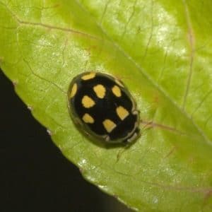 14 spotted ladybug - dark variant