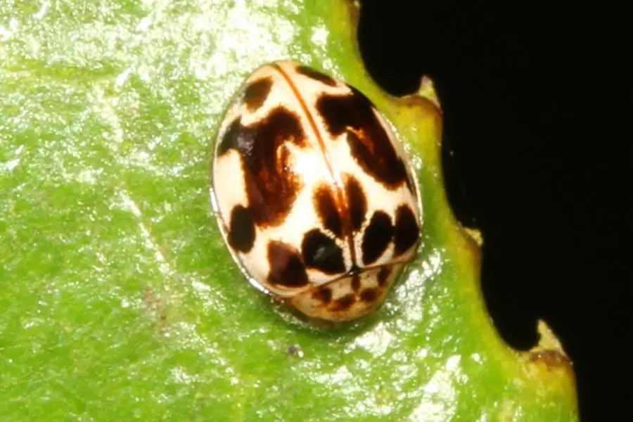 Twenty-spotted_Lady_Beetle_-_Psyllobora_vigintimaculata,_Brighton_Beach,_Deep_Cove,_British_Columbia