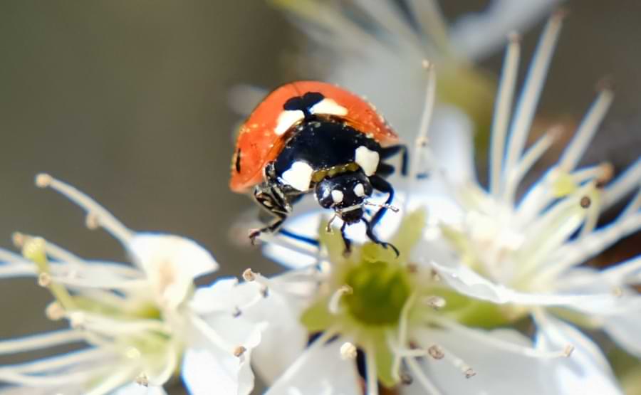 are ladybugs pollinators