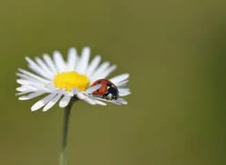 are ladybugs pollinators