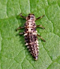 cream spot ladybird larvae maturespot