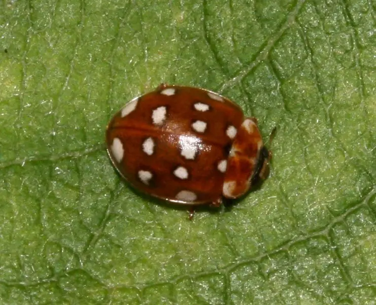 cream spot ladybird