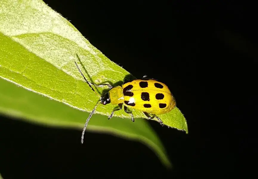 cucumber-beetle