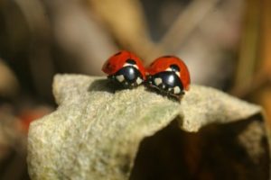 do ladybugs sleep