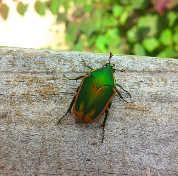 figeater beetle