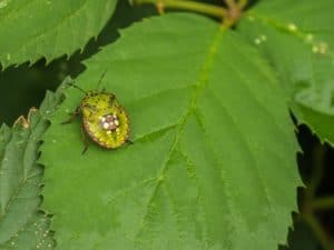 green dock beetle