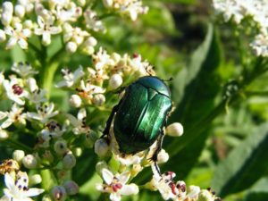 green june beetle