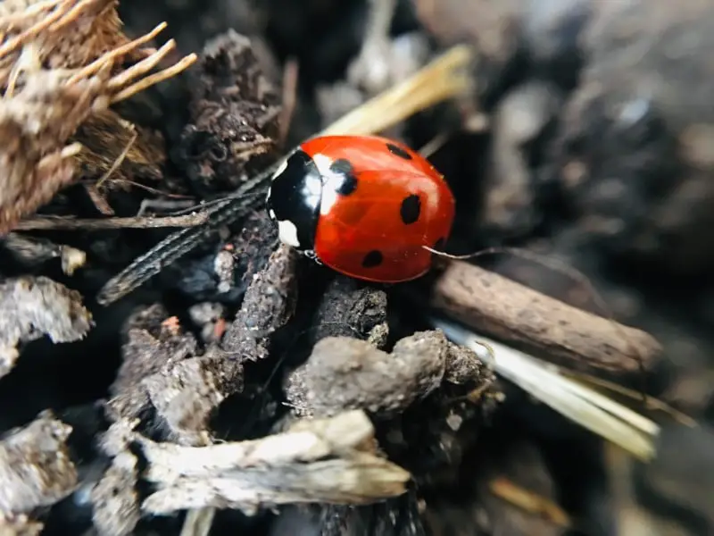 ladybug asleep in flower bed