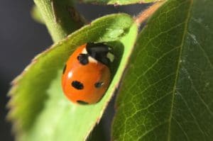 ladybug asleep on leaf