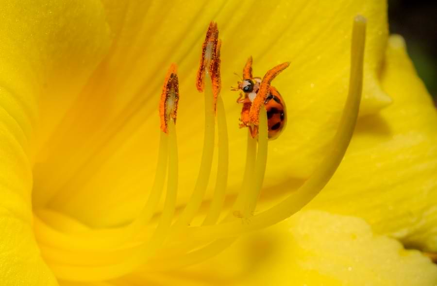 ladybug moving around flower pollen