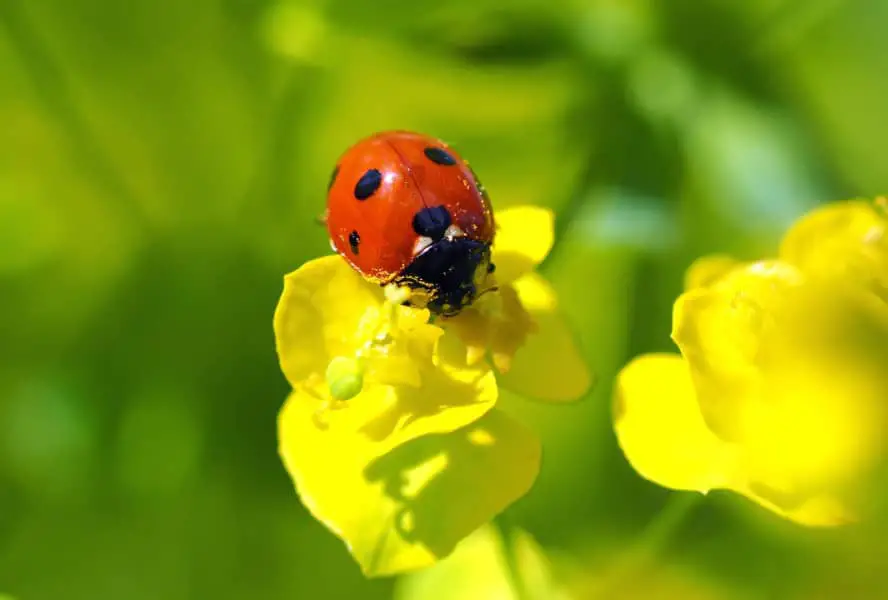 ladybug pollination agent