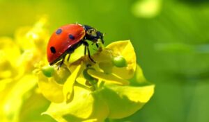 ladybug with pollen on it's shell