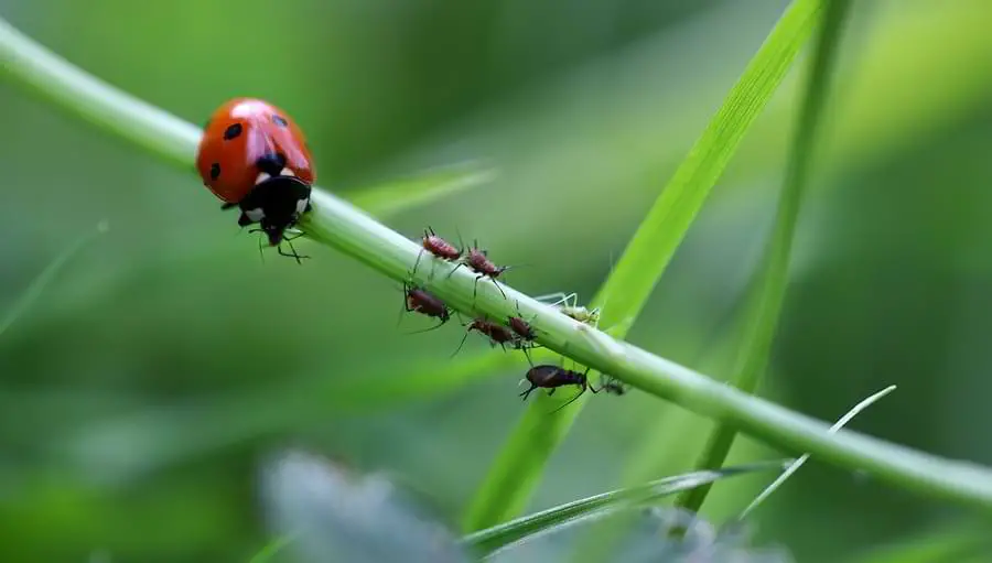ladybugs eat aphids