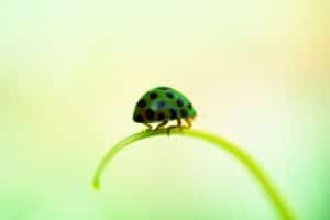 my-green-ladybug