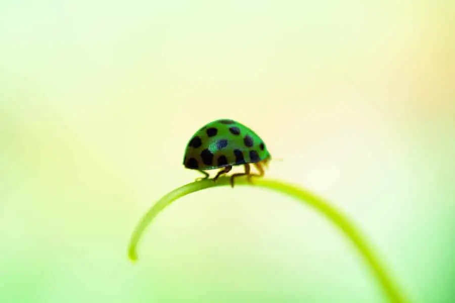 my-green-ladybug