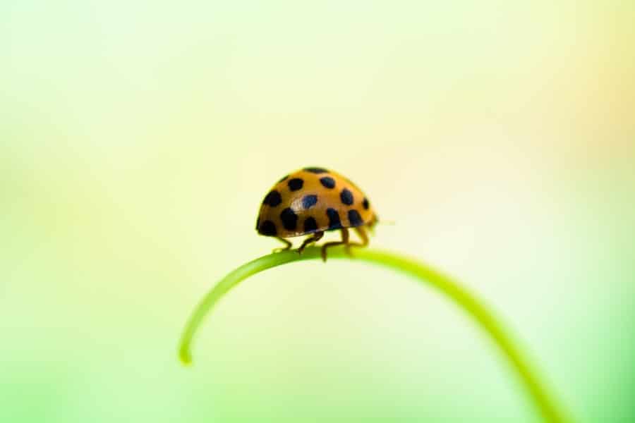 red-ladybug-original-image