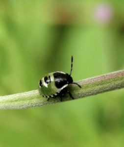 shield bug nymph