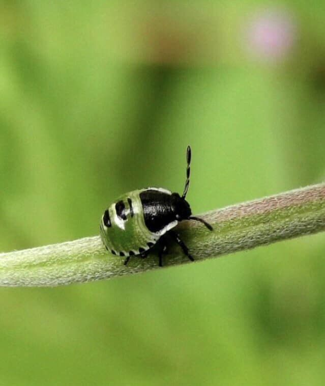 shield bug nymph