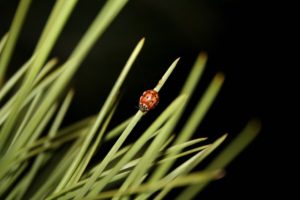 sleeping ladybug