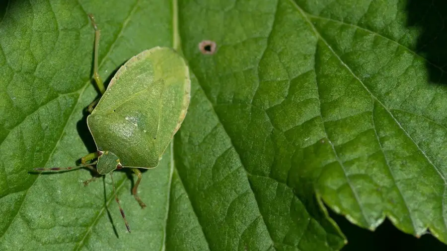 stink bug