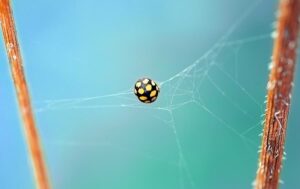 yellow ladybug