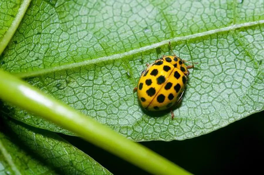yellow ladybug on leaf