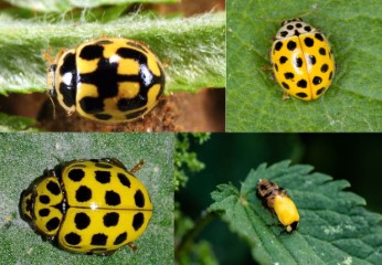 yellow-ladybugs options