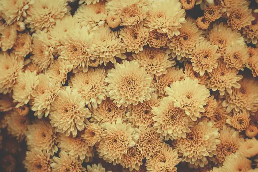 Chrysanthemums