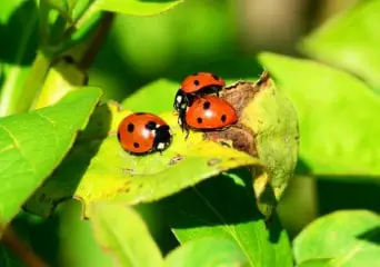 guide to buying ladybugs