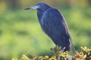 Little Blue Heron Loxahatchee