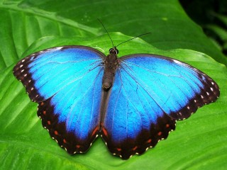 Menelaus Blue Morpho